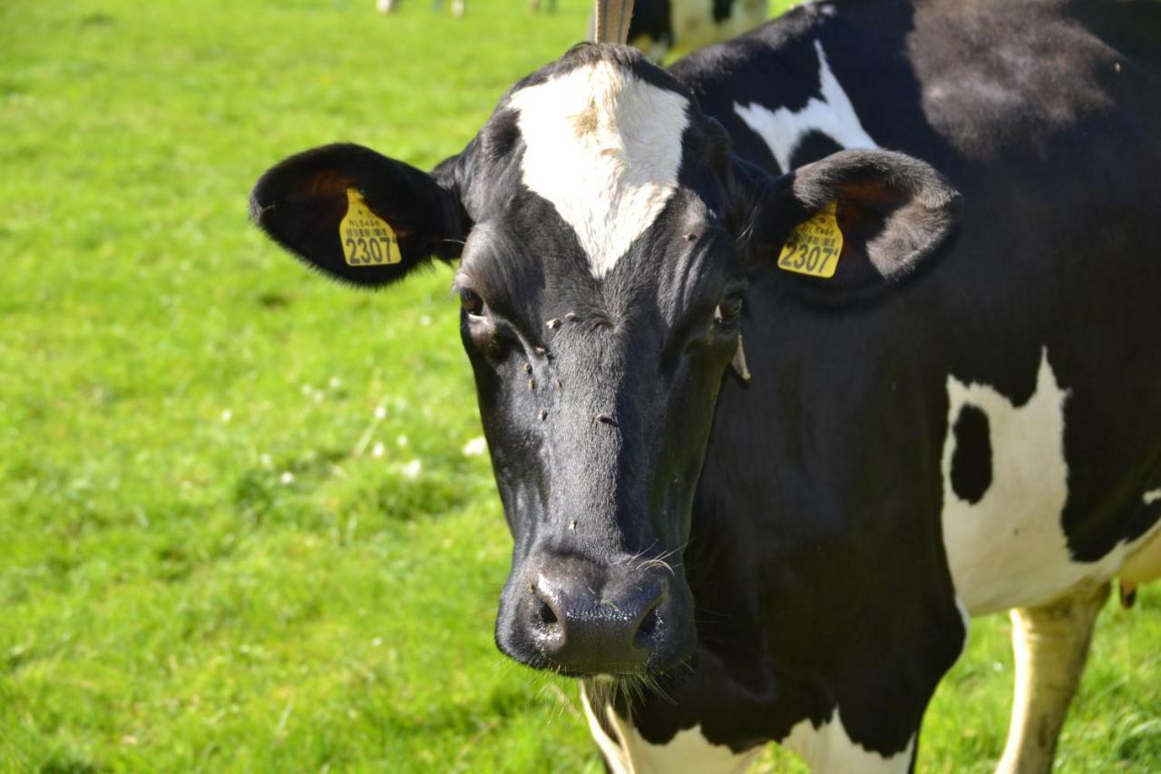 Frühstückspension Op De Kuyerlatten Zwolle (Overijssel)